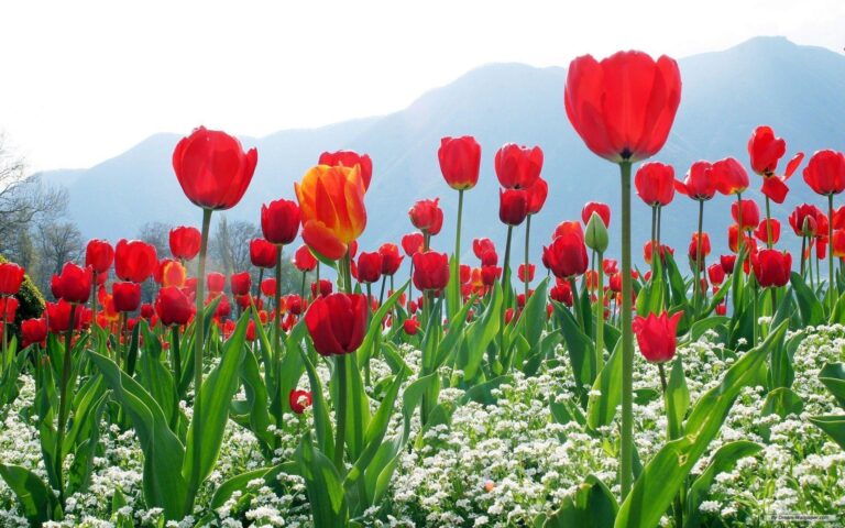 Kashmir Family Tour