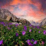 A panoramic view of the Valley of Flowers National Park, showing a winding path through a vast meadow covered in a variety of colorful alpine flowers, with a backdrop of misty mountains and a cloudy sky.