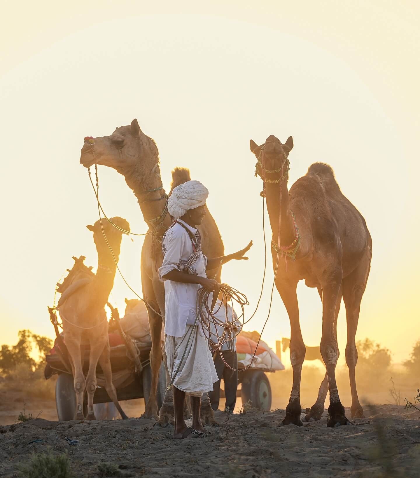 A honeymoon couple enjoying a camel safari in the Thar Desert near Jaisalmer at sunset.