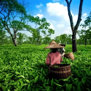 Assam