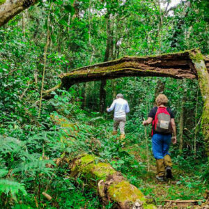Forest Trek