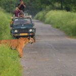A safari jeep driving through the dense, green forest of Jim Corbett National Park in India, with a large, muddy track in the foreground.