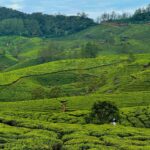 A scenic view of lush, terraced tea plantations covering rolling hills in Munnar, Kerala, with a bright blue sky above.