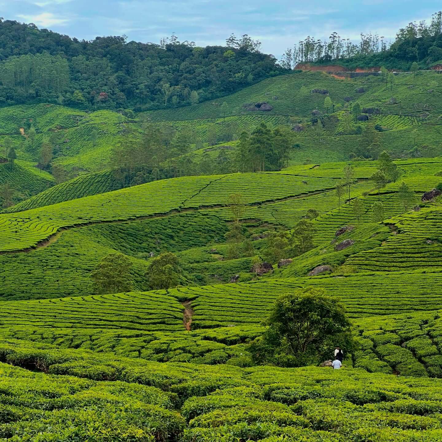 A scenic view of lush, terraced tea plantations covering rolling hills in Munnar, Kerala, with a bright blue sky above.
