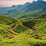 A panoramic view of a lush green tea plantation in Munnar, with rolling hills covered in a thick carpet of tea bushes, and a winding road in the foreground under a cloudy sky.