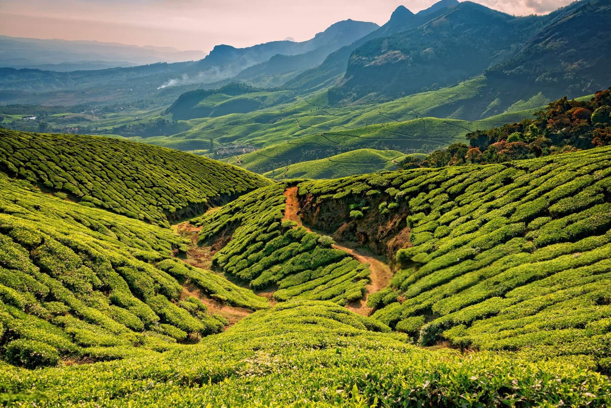 A panoramic view of a lush green tea plantation in Munnar, with rolling hills covered in a thick carpet of tea bushes, and a winding road in the foreground under a cloudy sky.