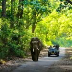 Jim Corbett National Park jungle safari with tiger and forest landscape in Uttarakhand