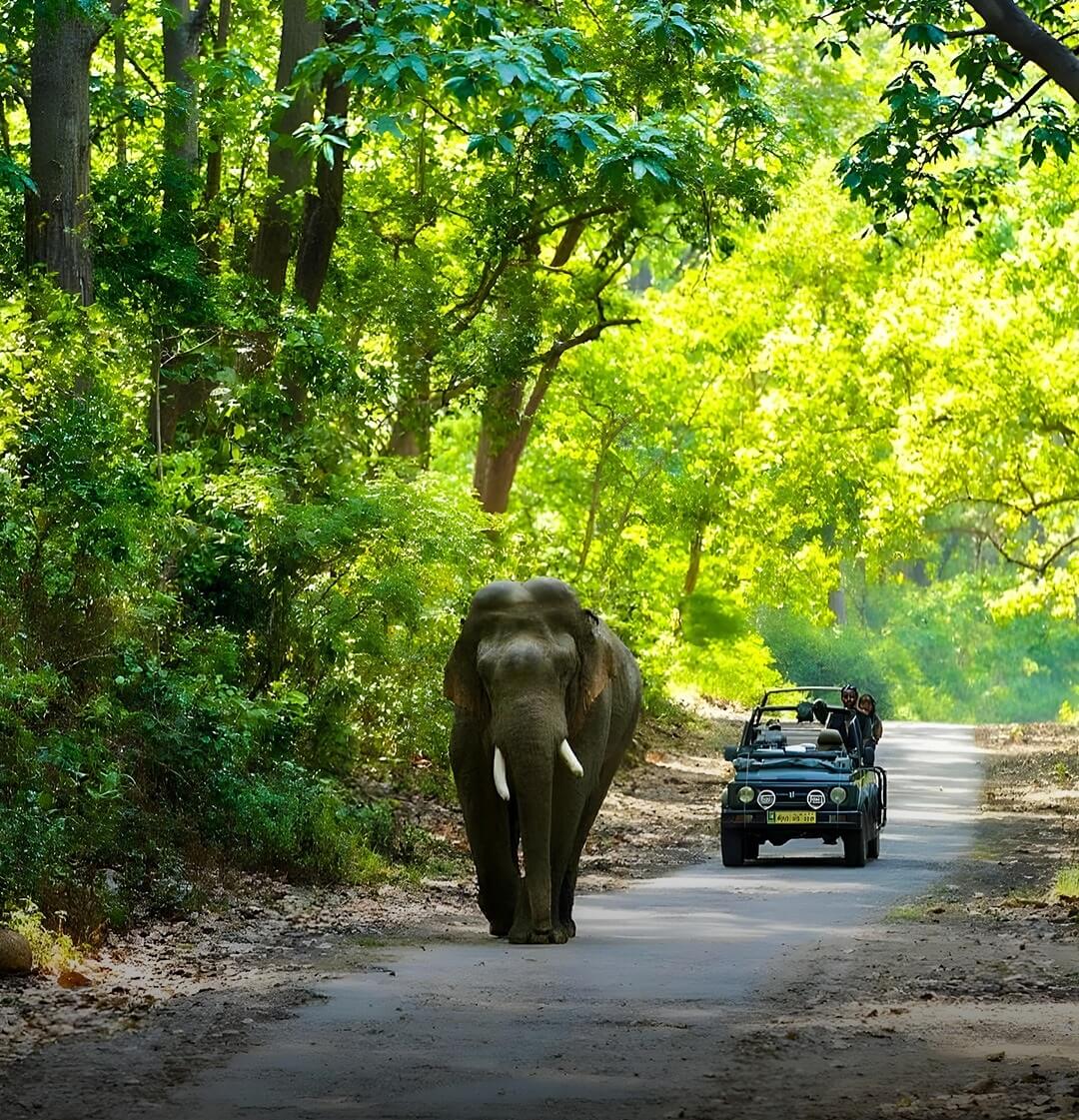 Jim Corbett National Park jungle safari with tiger and forest landscape in Uttarakhand